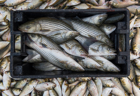 Wild Rockfish Filet