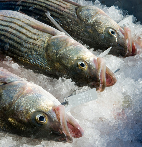 Wild Rockfish Filet