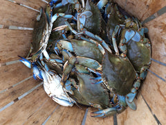 Maryland Blue Crabs