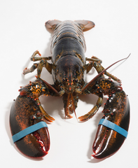 1 ½-2lb Live Lobsters